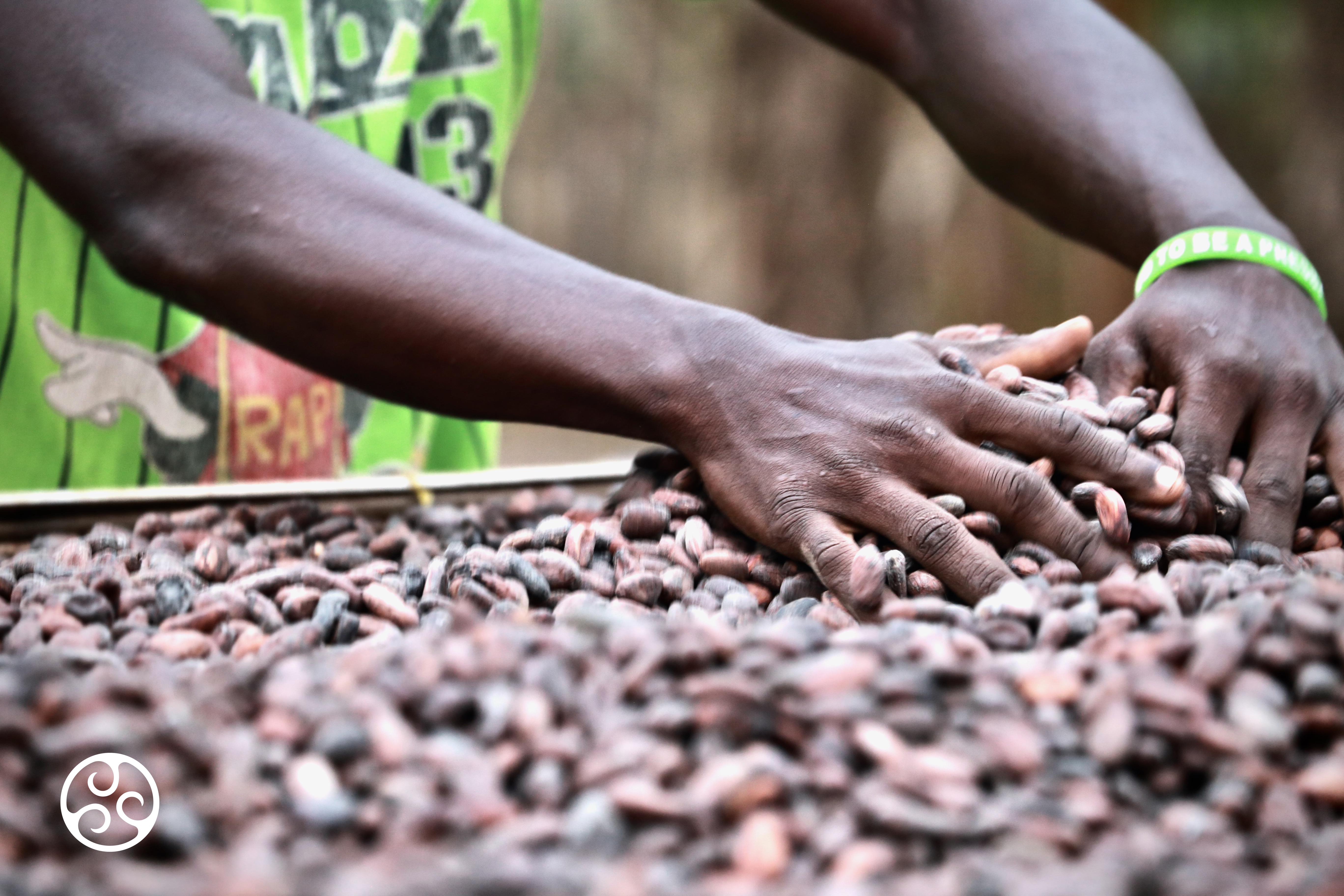 Cocoa Beans 7